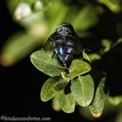 Calliphora vicina (European bluebottle) at Hughes, ACT - 31 Aug 2019 by BIrdsinCanberra