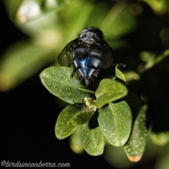 Calliphora vicina at Hughes, ACT - 31 Aug 2019 03:18 PM