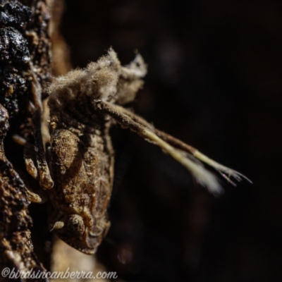 Platybrachys sp. (genus) (A gum hopper) at Hughes, ACT - 1 Sep 2019 by JonSteinbeck