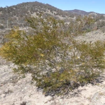 Acacia decora (Showy Wattle) at Theodore, ACT - 8 Sep 2019 by Owen