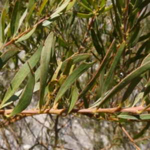 Acacia decora at Theodore, ACT - 8 Sep 2019 12:08 PM