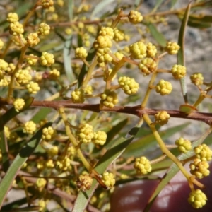 Acacia decora at Theodore, ACT - 8 Sep 2019 12:08 PM