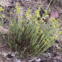 Pimelea curviflora (Curved Rice-flower) at Gundaroo, NSW - 24 Oct 2014 by MaartjeSevenster