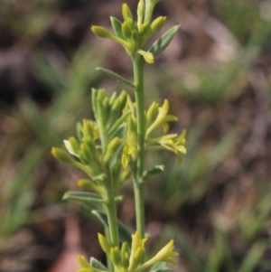 Pimelea curviflora at Gundaroo, NSW - 18 Jan 2019 08:07 AM