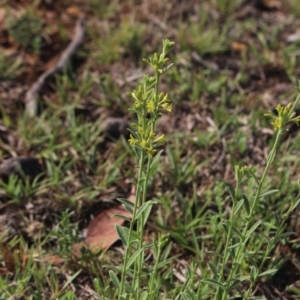 Pimelea curviflora at Gundaroo, NSW - 18 Jan 2019 08:07 AM