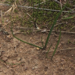 Diuris chryseopsis at Gundaroo, NSW - 29 Jun 2019