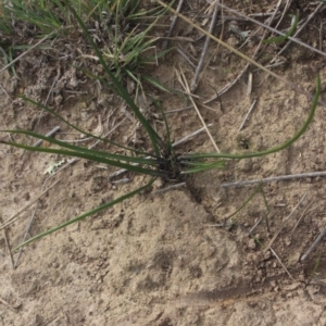 Diuris chryseopsis at Gundaroo, NSW - 29 Jun 2019