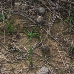 Diuris chryseopsis at Gundaroo, NSW - 29 Jun 2019