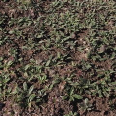 Plantago varia (Native Plaintain) at Gundaroo, NSW - 6 Jul 2019 by MaartjeSevenster