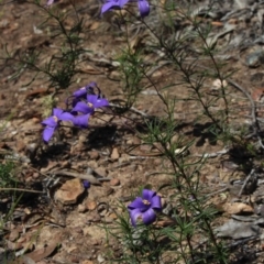 Cheiranthera linearis (Finger Flower) at MTR591 at Gundaroo - 27 Nov 2016 by MaartjeSevenster