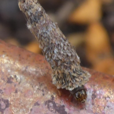 Conoeca or Lepidoscia (genera) IMMATURE (Unidentified Cone Case Moth larva, pupa, or case) at Aranda, ACT - 6 Nov 2014 by JanetRussell