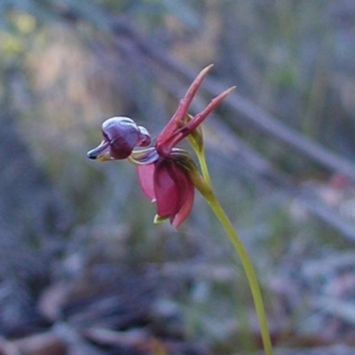 Caleana major (Large Duck Orchid) at Bodalla, NSW - 7 Sep 2019 by Teresa