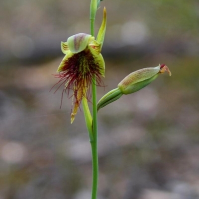 Calochilus paludosus (Strap Beard Orchid) at Bodalla, NSW - 7 Sep 2019 by Teresa