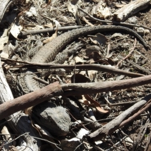 Pogona barbata at Symonston, ACT - suppressed