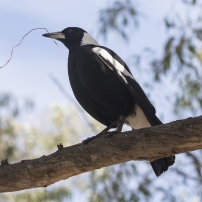 Gymnorhina tibicen (Australian Magpie) at Higgins, ACT - 18 Jun 2019 by AlisonMilton