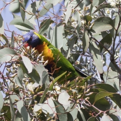 Trichoglossus moluccanus (Rainbow Lorikeet) at Higgins, ACT - 18 Jun 2019 by Alison Milton