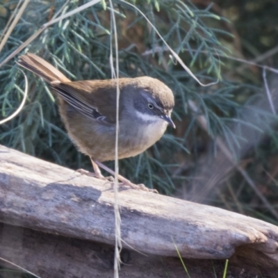 Sericornis frontalis (White-browed Scrubwren) at Yarralumla, ACT - 19 Jun 2019 by Alison Milton