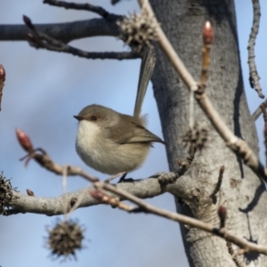 Malurus cyaneus at Yarralumla, ACT - 19 Jun 2019 12:35 PM