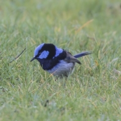 Malurus cyaneus at Yarralumla, ACT - 19 Jun 2019 12:35 PM