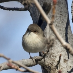 Malurus cyaneus at Yarralumla, ACT - 19 Jun 2019 12:35 PM