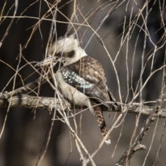 Dacelo novaeguineae (Laughing Kookaburra) at Yarralumla, ACT - 19 Jun 2019 by Alison Milton