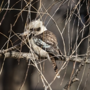 Dacelo novaeguineae at Yarralumla, ACT - 19 Jun 2019 12:46 PM