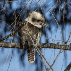 Dacelo novaeguineae at Yarralumla, ACT - 19 Jun 2019 12:46 PM