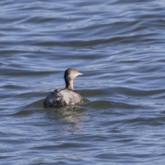 Poliocephalus poliocephalus (Hoary-headed Grebe) at Yarralumla, ACT - 19 Jun 2019 by AlisonMilton