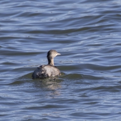 Poliocephalus poliocephalus (Hoary-headed Grebe) at Yarralumla, ACT - 19 Jun 2019 by AlisonMilton