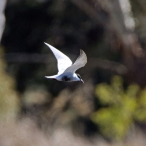 Chlidonias hybrida at Fyshwick, ACT - 8 Sep 2019 02:21 PM