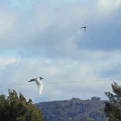 Chlidonias hybrida at Fyshwick, ACT - 8 Sep 2019