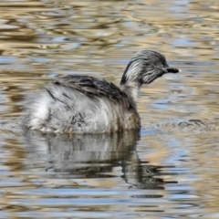 Poliocephalus poliocephalus (Hoary-headed Grebe) at Fyshwick, ACT - 8 Sep 2019 by RodDeb