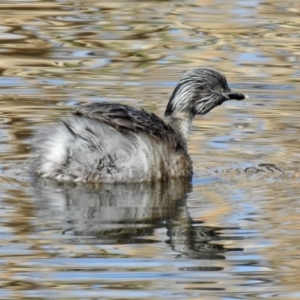 Poliocephalus poliocephalus at Fyshwick, ACT - 8 Sep 2019