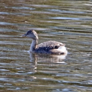 Poliocephalus poliocephalus at Fyshwick, ACT - 8 Sep 2019