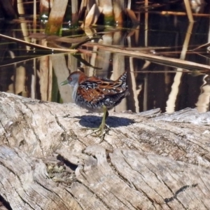 Zapornia pusilla at Fyshwick, ACT - 8 Sep 2019 11:37 AM