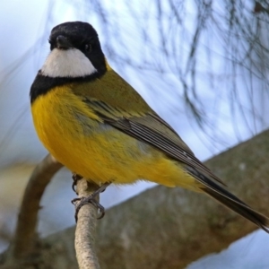 Pachycephala pectoralis at Fyshwick, ACT - 8 Sep 2019 01:35 PM