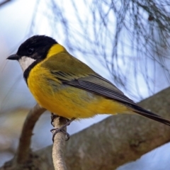 Pachycephala pectoralis at Fyshwick, ACT - 8 Sep 2019 01:35 PM