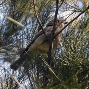 Pachycephala pectoralis at Fyshwick, ACT - 8 Sep 2019 01:35 PM