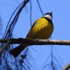 Pachycephala pectoralis at Fyshwick, ACT - 8 Sep 2019 01:35 PM