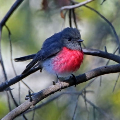 Petroica rosea (Rose Robin) at Fyshwick, ACT - 8 Sep 2019 by RodDeb