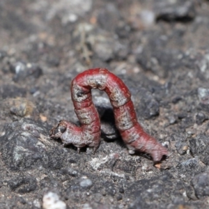 Geometridae (family) IMMATURE at Acton, ACT - 3 Sep 2019