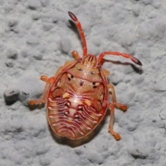 Acanthosomatidae (family) (Unidentified Acanthosomatid shield bug) at Hackett, ACT - 6 Sep 2019 by TimL