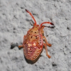 Acanthosomatidae (family) at Hackett, ACT - 6 Sep 2019