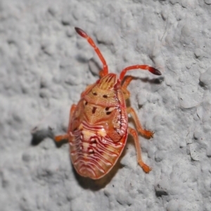 Acanthosomatidae (family) at Hackett, ACT - 6 Sep 2019 12:46 PM