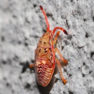 Acanthosomatidae (family) at Hackett, ACT - 6 Sep 2019 12:46 PM