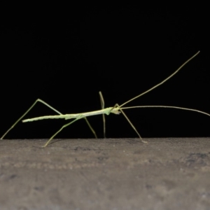 Phasmatodea (order) at Acton, ACT - 6 Sep 2019 01:22 PM