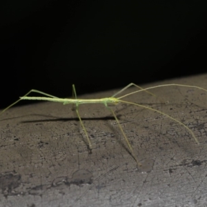 Phasmatodea (order) at Acton, ACT - 6 Sep 2019 01:22 PM