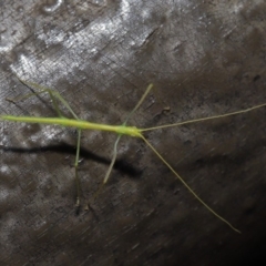 Phasmatodea (order) at Acton, ACT - 6 Sep 2019 01:22 PM