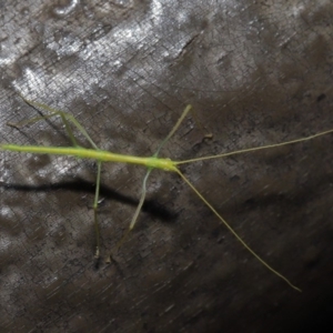 Phasmatodea (order) at Acton, ACT - 6 Sep 2019 01:22 PM