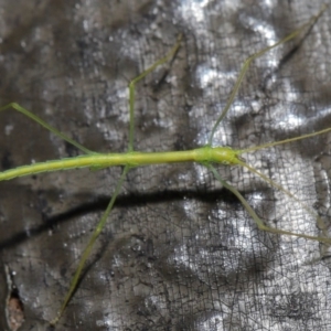 Phasmatodea (order) at Acton, ACT - 6 Sep 2019 01:22 PM